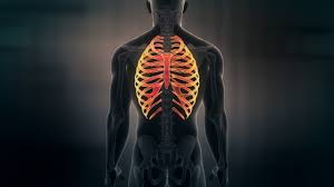 The ribs are uniquely arranged to maximize the thoracic cavity. Futuristic Interface Display Of Human Male Ribs On Dark Background