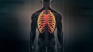 Human skeleton system rib cage anatomy (anterior view) stock. Futuristic Interface Display Of Human Male Ribs On Dark Background