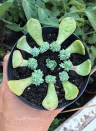 I live in the yukon so im doing the best to give her indirect light, attention and food (just gave her. 130 Succulents Ideas Succulents Planting Succulents Succulents Garden
