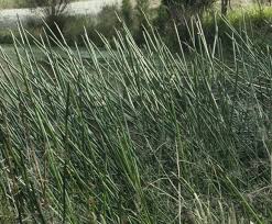 Image result for Eleocharis retroflexa