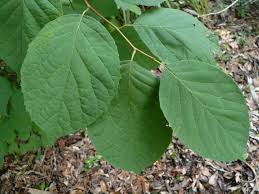 Image result for Dewevrella