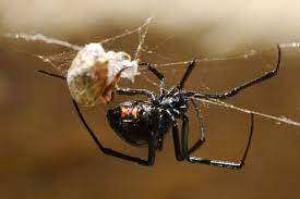 Most spiders' fangs are not strong or long. Arachnid Tactics How Spiders Catch Their Prey Children 6 South Fork Natural History Museum Nature Center