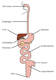 The Digestive And Excretory Systems Review Article Khan