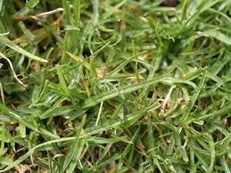Nah, berada di daerah tropis, ada banyak jenis rumput yang bisa diaplikasikan di taman hunian anda, entah itu taman outdoor maupun taman indoor. Mengenal 9 Jenis Rumput Untuk Rumah Idaman Dan Cara Perawatannya Rumah Com