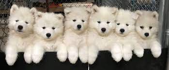 Kenjo Samoyeds Samoyed Breeder Samoyed Samoyed Puppy Samoyed Dogs