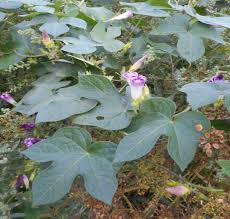 Image result for Ipomoea welwitschii