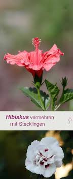 Hibiskus Mit Stecklingen Vermehren So Klappt S Hibiskus Stecklinge Hibiskus Winterhart