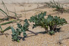 Image result for Crambe