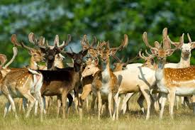 Property closes at 6 pm. The European Fallow Deer In The Charente Maritime Region France