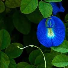 Blue flowering plants for pots. Buy Gokarna Aparajita Blue Plant Online India At Plantsguru Com