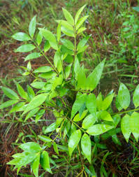 Image result for Nageia