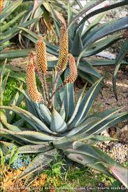 Image result for Aloe aculeata × ortholopha