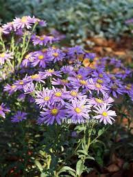 Aster Amellus Veilchenkonigin Italian Aster 100375 Flowermedia Garden Photography Perennial Garden Garden Plants
