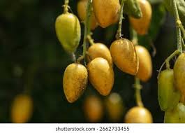 Image result for Clausena lansium