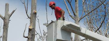 Tree service denver, denver, colorado. John Egarts Tree Service Professional Tree Removal In Colorado