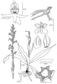 Image result for Habenaria hologlossa
