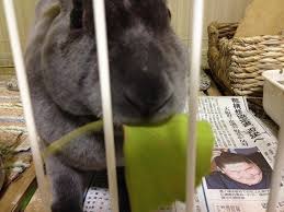 イチョウの葉を食べるウサギ ヨモギ日記