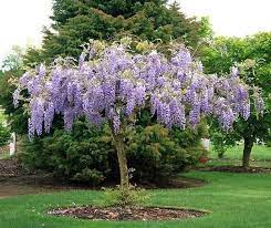 Ts003 Bolusanthus Speciosus Tree Wisteria X10 Seeds Ornamental Pendulous Flower Wisteria Tree Purple Flowering Tree Weeping Cherry Tree