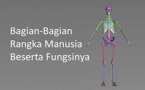 Rangka kepala/ tengkorak tulang selangka tulang langga atas tulang leher 7 ruas tulang punggung 12 ruas tulang pinggang 5 ruas tulang kelngkang 5 ruas tulang ekor 4 ruas. Bagian Dan Fungsi Rangka Manusia Disertai Gambar Kependidikan Com