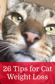 Pin On Raw Diet For Cats