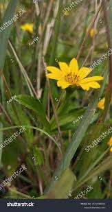 Image result for Mimosa mossambicensis