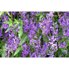 Image result for Hardenbergia