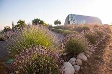 2026 June Bloom Lavender Festival
