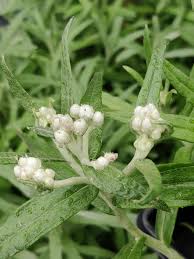 Image result for Eragrostis macrochlamys