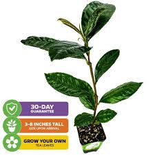 Image result for Camellia sinensis