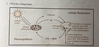 Chloroplasts function in photosynthesis and can be found in eukaryotic cells we have mentioned that both mitochondria and chloroplasts contain dna and ribosomes. Solved Unit 2 Activity 3 Photosynthesis Diagrams Work Chegg Com