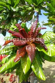 Image result for Barringtonia