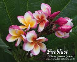 Check spelling or type a new query. Fireblast Plumeria Today