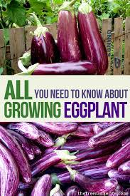 Vegetable Gardening For Beginners Learn How To Grow Eggplant From Seed Up Through Harvest Growing Eggplant Organic Vegetable Garden Vegetable Garden Planner