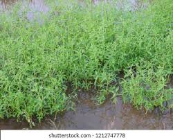 Image result for Sphenoclea zeylanica