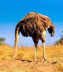 Animal Zoo Life Ostrich Ostriches Ostrich Head In Sand Ostrich Head