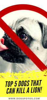 Top 5 Dogs That Can Kill A Lion Dangerous Dogs Dog Control Banned Dog Breeds