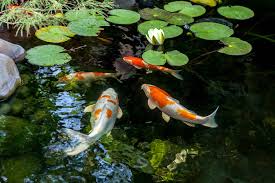 Measure end to end and side to side to find the center. How Much Does It Cost To Build A Pond In 2021 Checkatrade