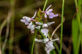 Image result for Antherotoma debilis