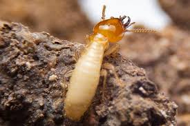 Termites cannot eat through plastic. 8 Myths About Termites In Bradenton You Probably Still Believe