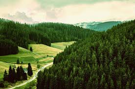 Image result for Black Forest Green 2017 200