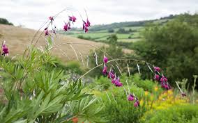Image result for Dierama formosum × plowesii