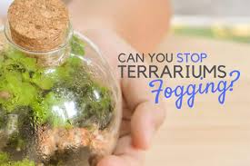 In this article, you'll learn all the important ingredients to a thriving closed terrarium ecosystem, and how to avoid creating a hot mess. Can You Reduce Or Prevent Terrarium Condensation Terrarium Tribe