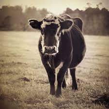 Farm Photography Cow In Grassy Field Black And White Farm Animal 8x8 Photo The Cow Cow Pictures Farm Photography Farm Animals