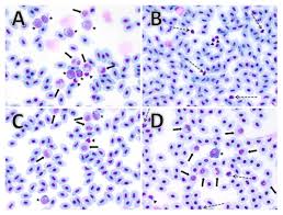 Hematological Parameters In Largemouth Bass Micropterus