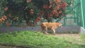 We did not find results for: Muncul Kabar Petik Rambutan Di Kandang Harimau Seperti Ini Penjelasan Pihak Kebun Binatang Surabaya Tribun Jogja