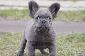 We are super excited to have some fluffy babies from him in the future !! 39 Hq Images Bulldogs For Sale Near Me Kenny Bulldogs Home Purebred French Bulldog Puppies For Sale Cannot Live Without Love