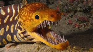 Weird Sea Creatures And Strange Fish Ocean Creatures Deep Sea Creatures Creepy Animals
