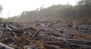 el acebo está en grave peligro de extinción debido a los cortes indiscriminados, las urbanizaciones, los incendios y las defo