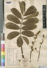 Image result for Entandrophragma delevoyi