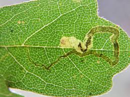 Image result for Stigmella aceris